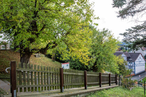 lohfelden_maulbeerbaeume_6223a