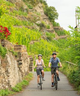 Mosel-Radweg bei Winningen 2