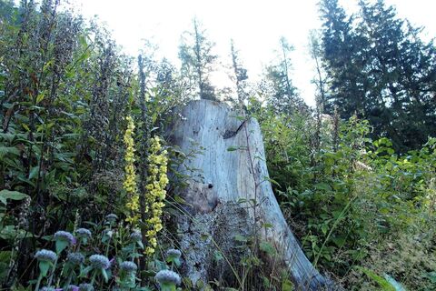 Lieglsteig
