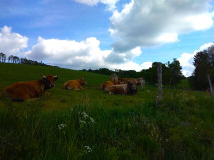 Aubrac-Rinder