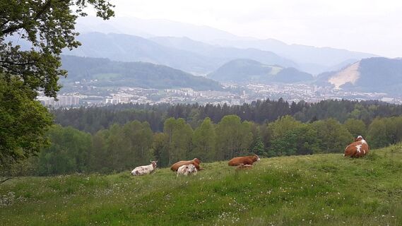 Kühe und Leoben