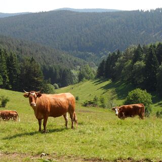 Blick ins Hasental