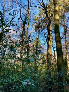 Walddisteln in Farschweiler