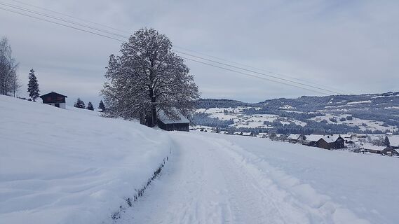 Winterwanderweg in Tannen