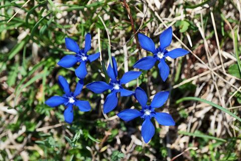 Aufblühende Bergblumen.