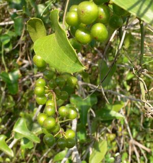 Rando de la Fontanaride0019 @CDRP34