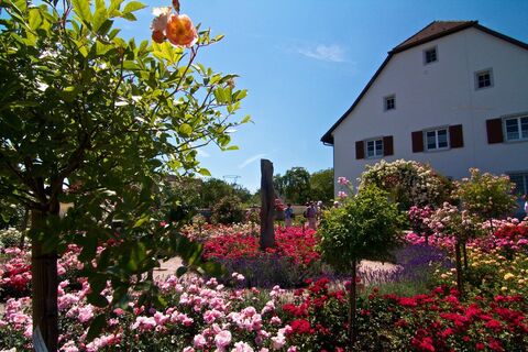 Rosendorf Nöggenschwiel
