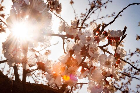 Marillenblüte in der Wachau