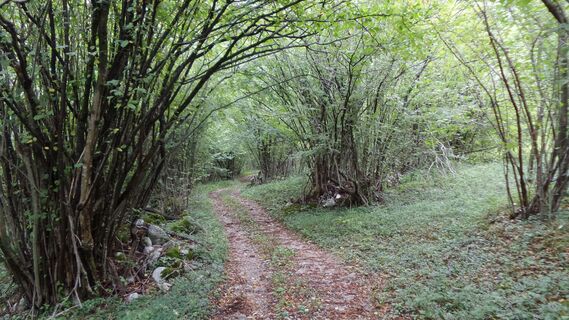 Weg nach Log Čezsoški