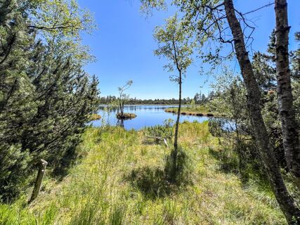 Der Wildsee Im Hochmoor bei Kaltenbronn