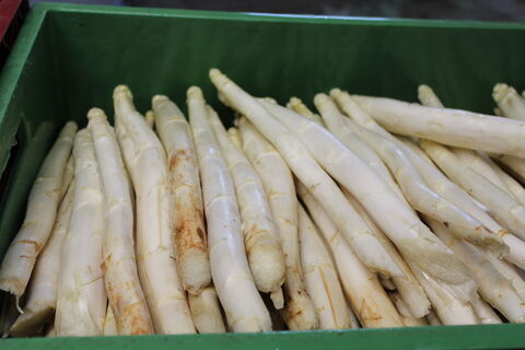 Spargel