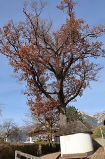 Фото с сайта Josef Sepp Nagiller во время экскурсии