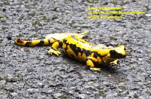 Feuersalamander nach einem Regenschauer