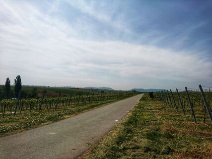 Blick über die Rebenlandschaft um Impflingen