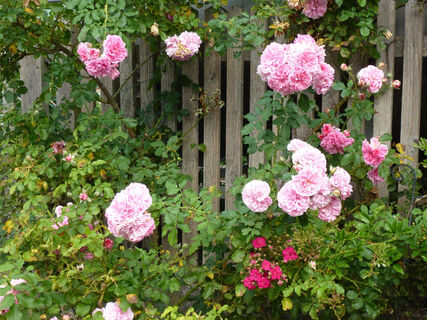 HI_RW1_P1070684_Rosen_FotoVF