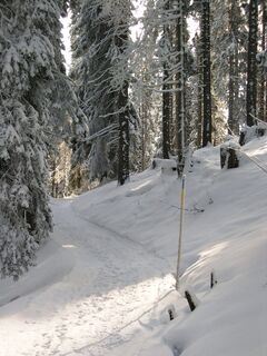 Verschneiter Wald oberhalb von Furna