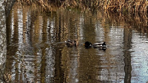 Foto von Aves entlang der Tour