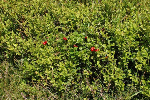 Vegetation mit Preiselbeeren am Osterkopf