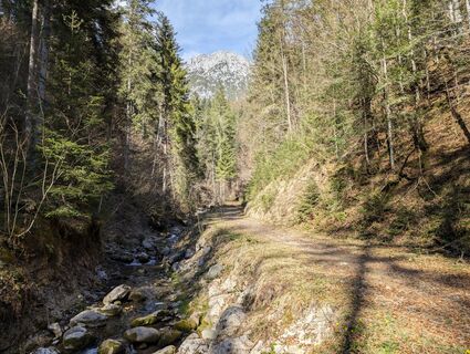 Scheffau_Seebachgraben_Bach_Blick auf Scheffauer_März