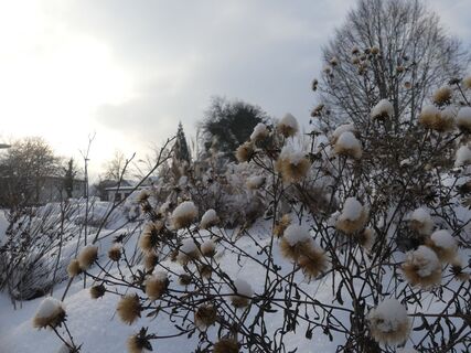 Planze mit Schneehaube bei Sonnenuntergang in Einbeck