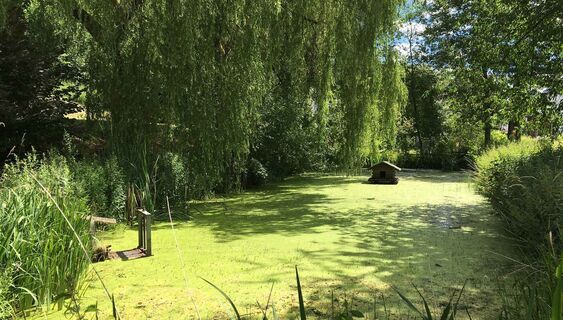 Mühlenteich Cobbenrode