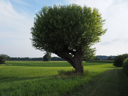 Kopfweide