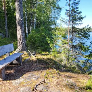 Bank zur Landschaftsbetrachtung und Pause entlang der Kivisammaljärvi-Runde. Seeblick mit grünem Wald im Hintergrund.