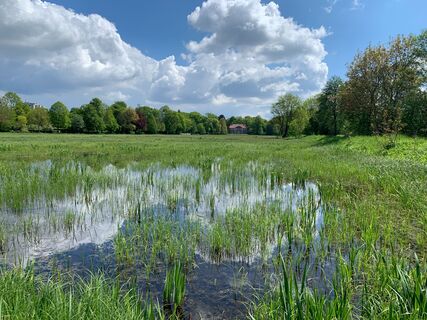 Wasser auf den Dammaschwiesen im Sommer