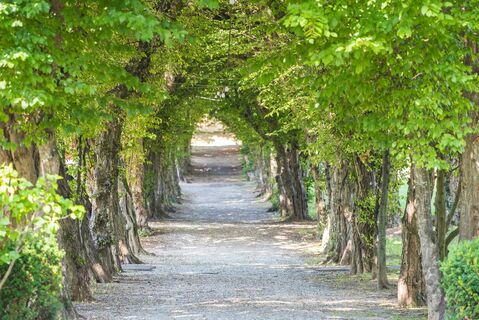 Schlosspark Pöllau: Allee in der Oststeiermark