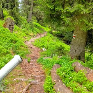 Horizontaler Trail zwischen Alp da Schlans und Alp Tschegn Dadens Sut