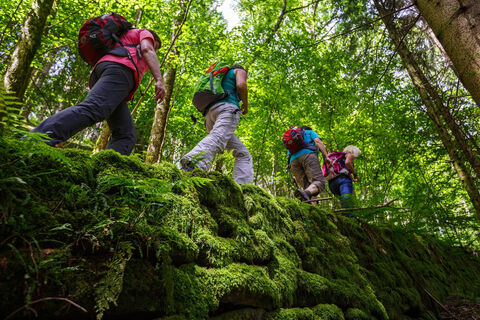 Wandern auf Wald- und Wiesenpfaden