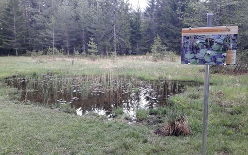 Seerosenteich_Foto Tanja Galsterer.jpg