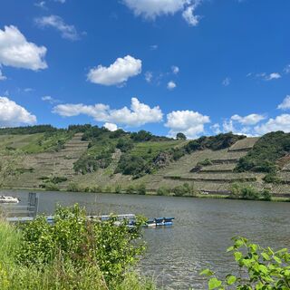 Blick auf die Weinberge von Mehring