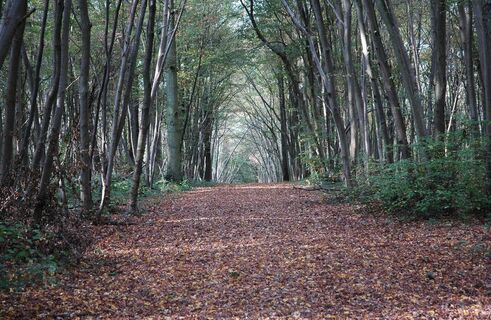 Creuse_Der Weg des Rehs