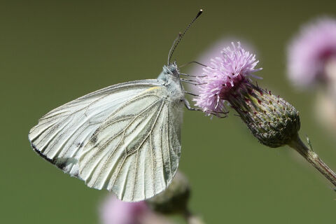 Schmetterling auf Distel