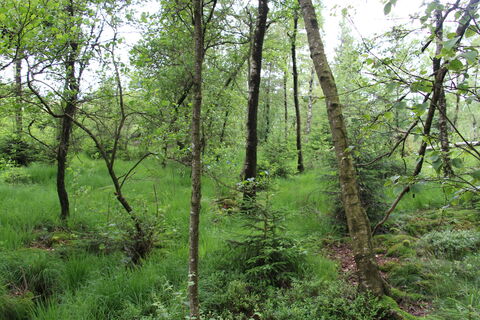 Wald am Piwitt