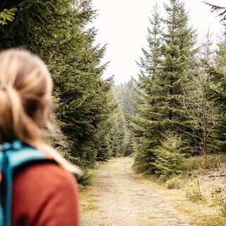 eintauchen in den endlosen Wald