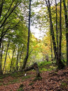 Hadas-Wald in Sourroque