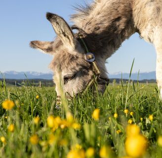 Eschers Unterallgäu Eselhof Allinger