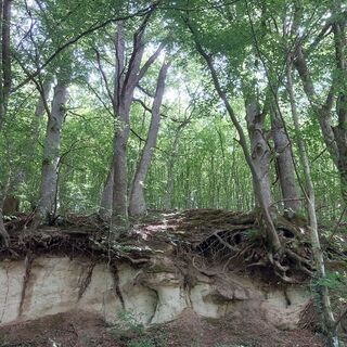 Gesteinsschicht im Wald