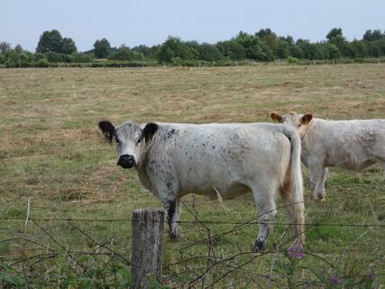 Kuhweide
