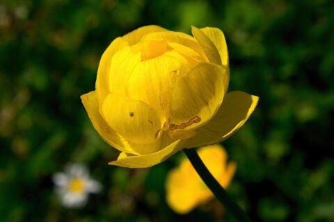 Trollblume