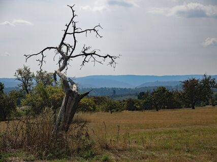 Auf der Höhe bei Spessart