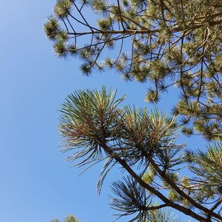 Nadelbaum im PARK