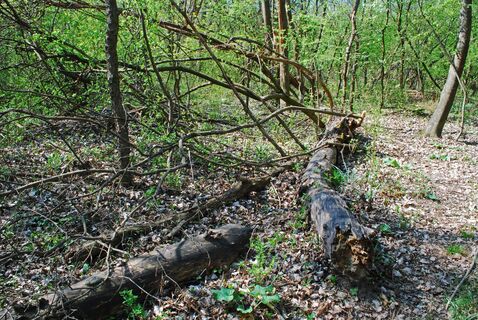 Eine große Runde durch die Lobau