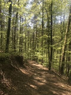Frühlingswald