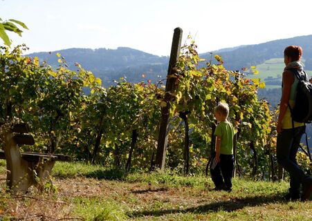 Wandern entlang der Weingärten
