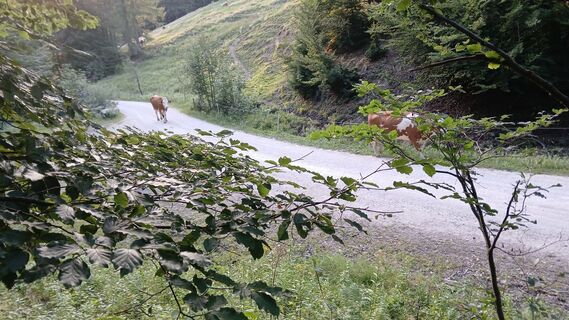 Foto von Fantom RoK entlang der Tour