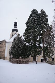 Mammutbäume beim Schloss Gloggnitz