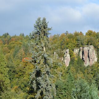 Ausblick auf Falkensteinfelsen vom Bleichweg